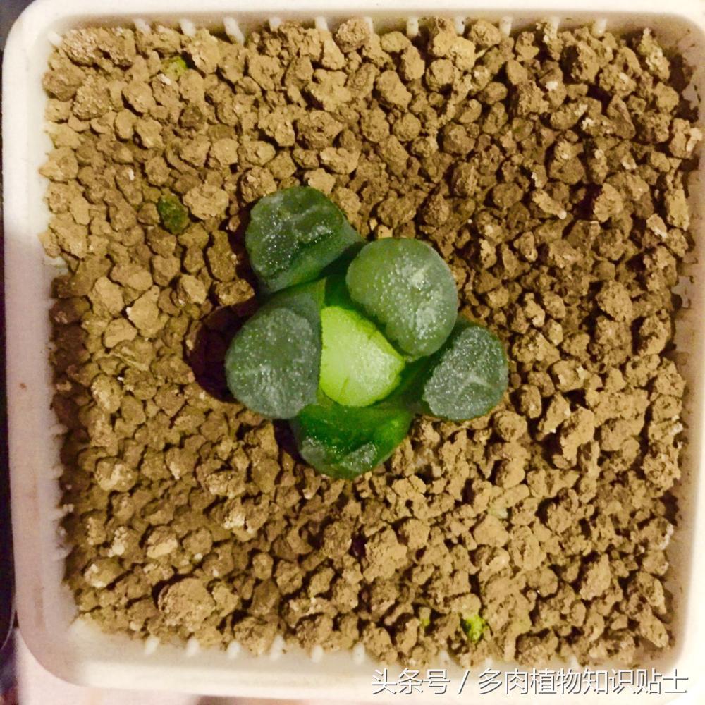 多肉十二卷组培教学,多肉组培十二卷值得买吗