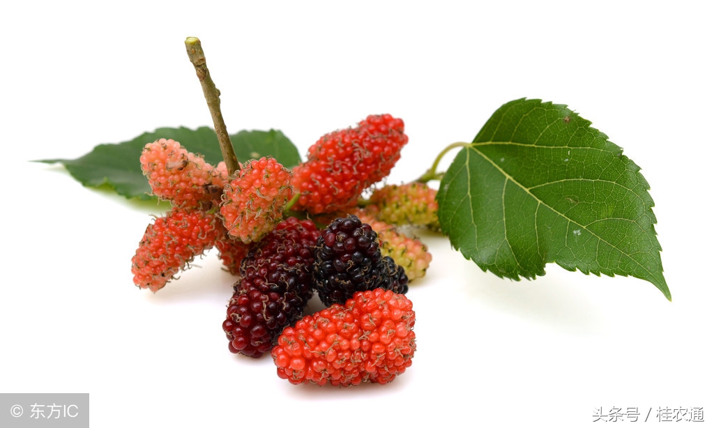 桑树怎么养护桑果才好吃,一般桑树采完桑葚怎么处理