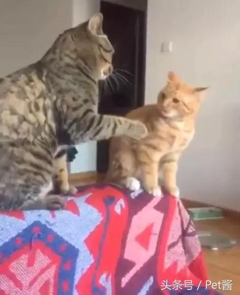 小橘猫总被奶牛猫欺负咋办,小橘猫被猴子欺负