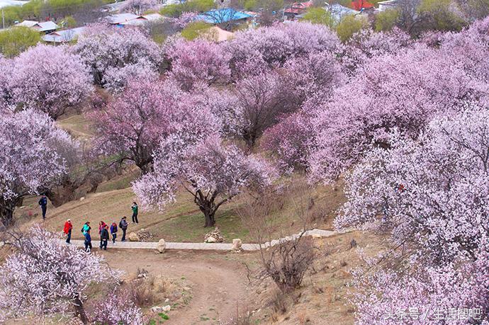 西藏林芝雪域桃花季,中国最美的春天西藏林芝桃花季