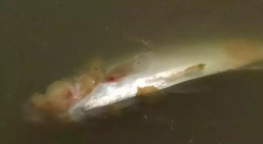 金鱼低温水霉病怎么治,低温水霉病怎么治