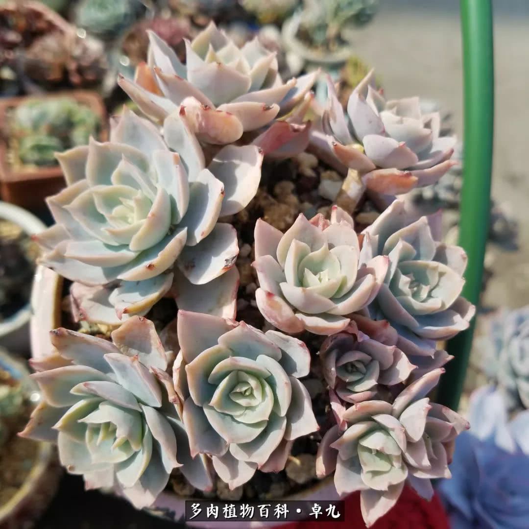 养多肉你遇到的奇葩事,养多肉的男士