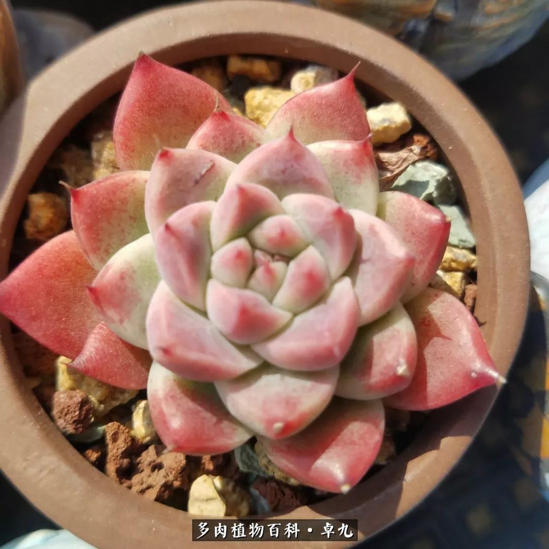 养多肉你遇到的奇葩事,养多肉的男士