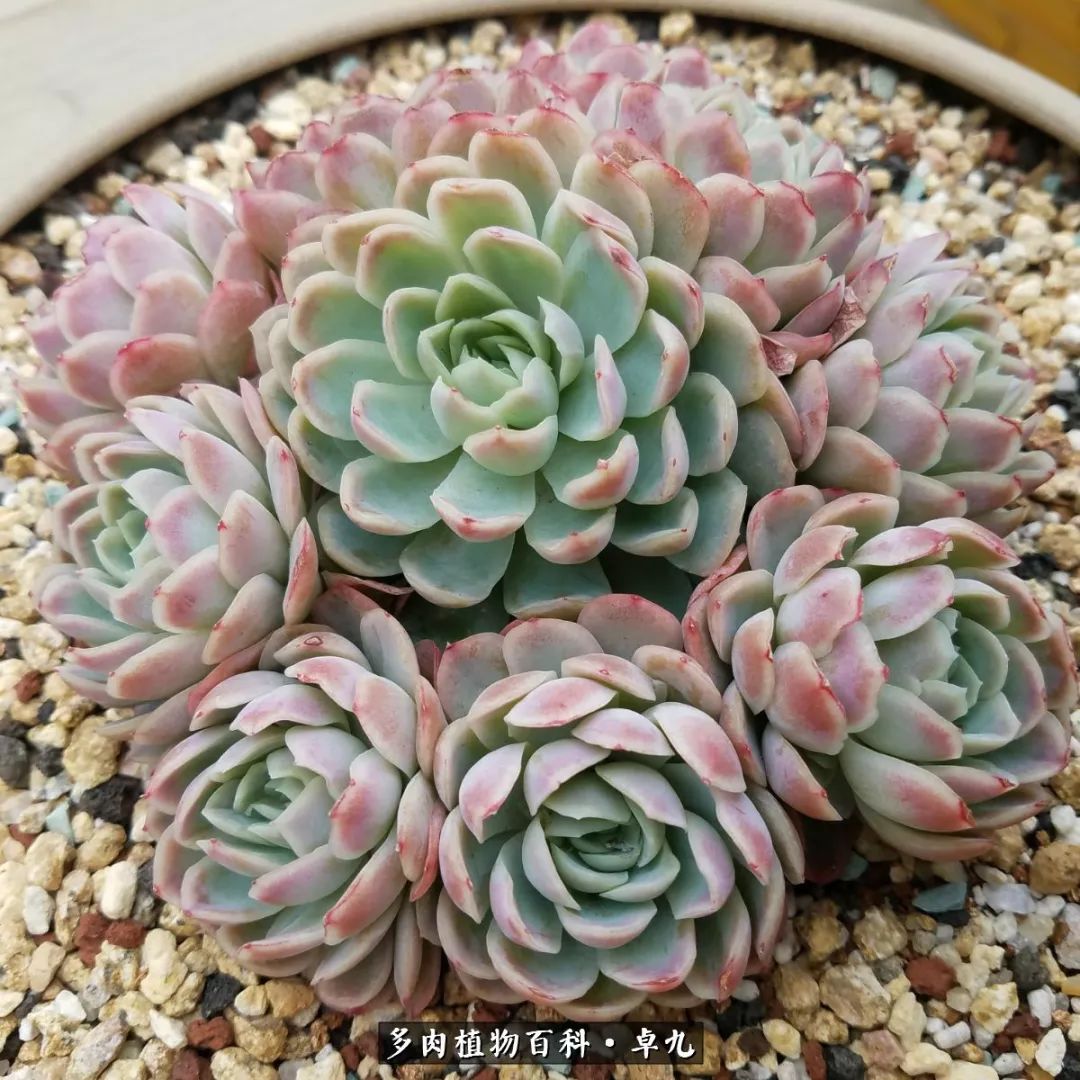 养多肉你遇到的奇葩事,养多肉的男士