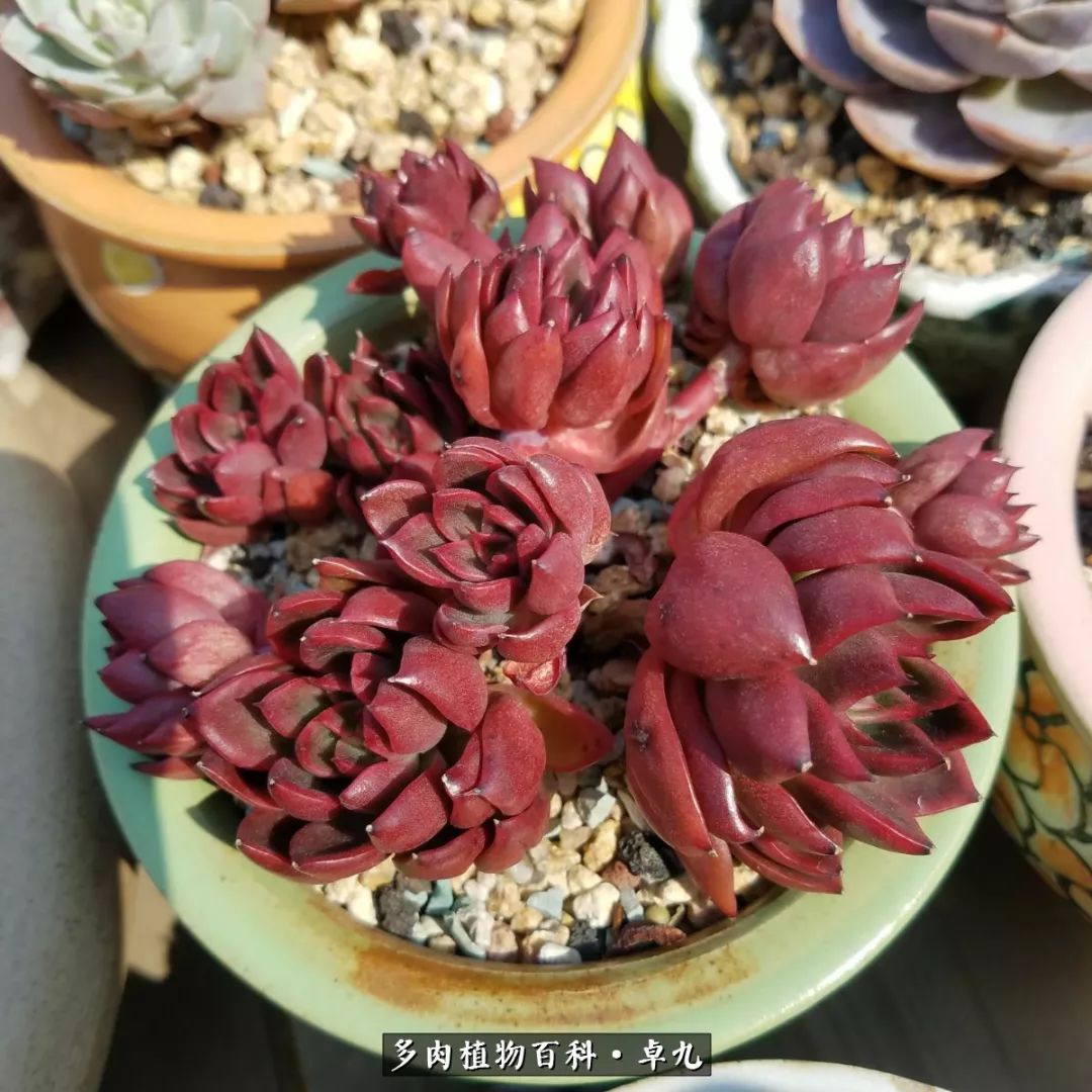 养多肉你遇到的奇葩事,养多肉的男士