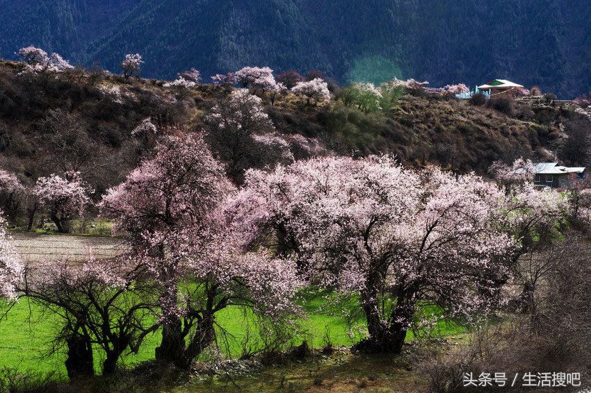 西藏林芝雪域桃花季,中国最美的春天西藏林芝桃花季