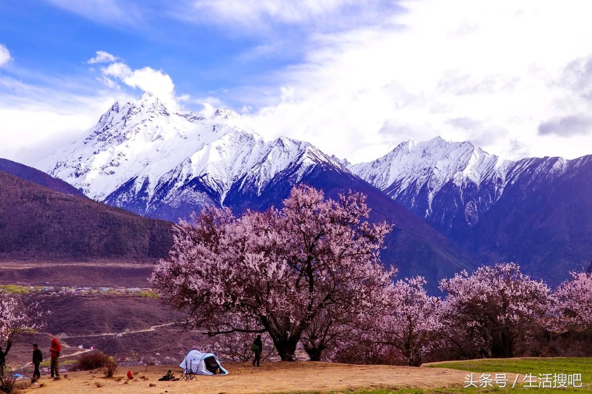 西藏林芝雪域桃花季,中国最美的春天西藏林芝桃花季