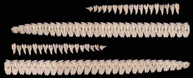 格陵兰鲨为什么能吃掉海豹,北极熊可以吃格陵兰鲨吗