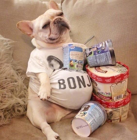 牛牛很挑食,牛牛爱挑食怎么弄