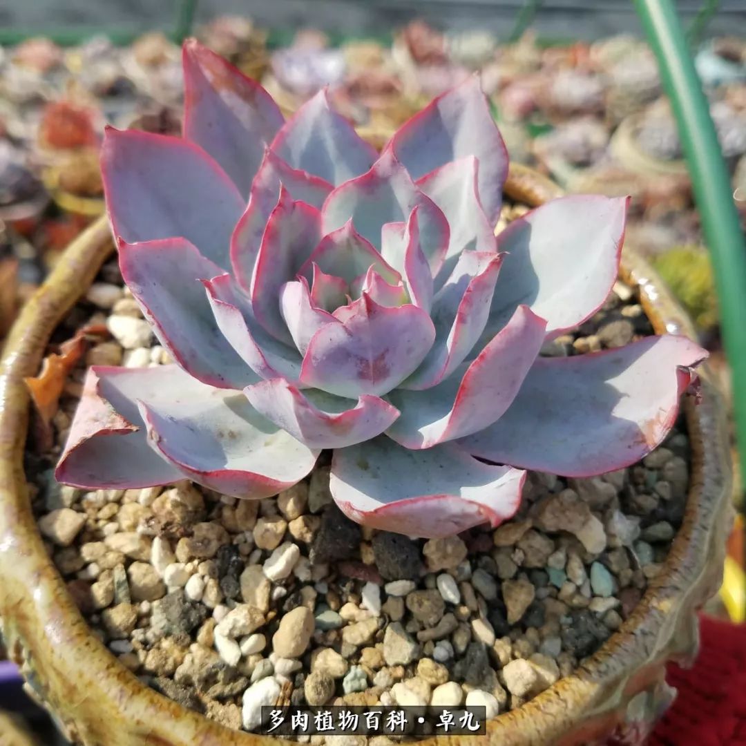 养多肉你遇到的奇葩事,养多肉的男士