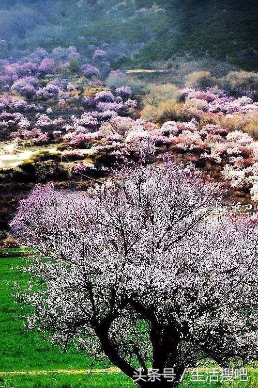 西藏林芝雪域桃花季,中国最美的春天西藏林芝桃花季