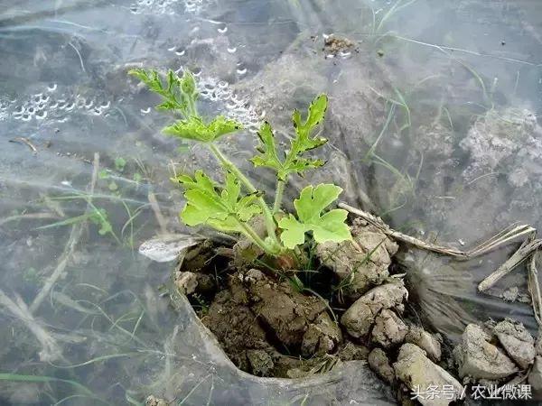 西瓜苗沤根怎么办,西瓜根空心什么原因