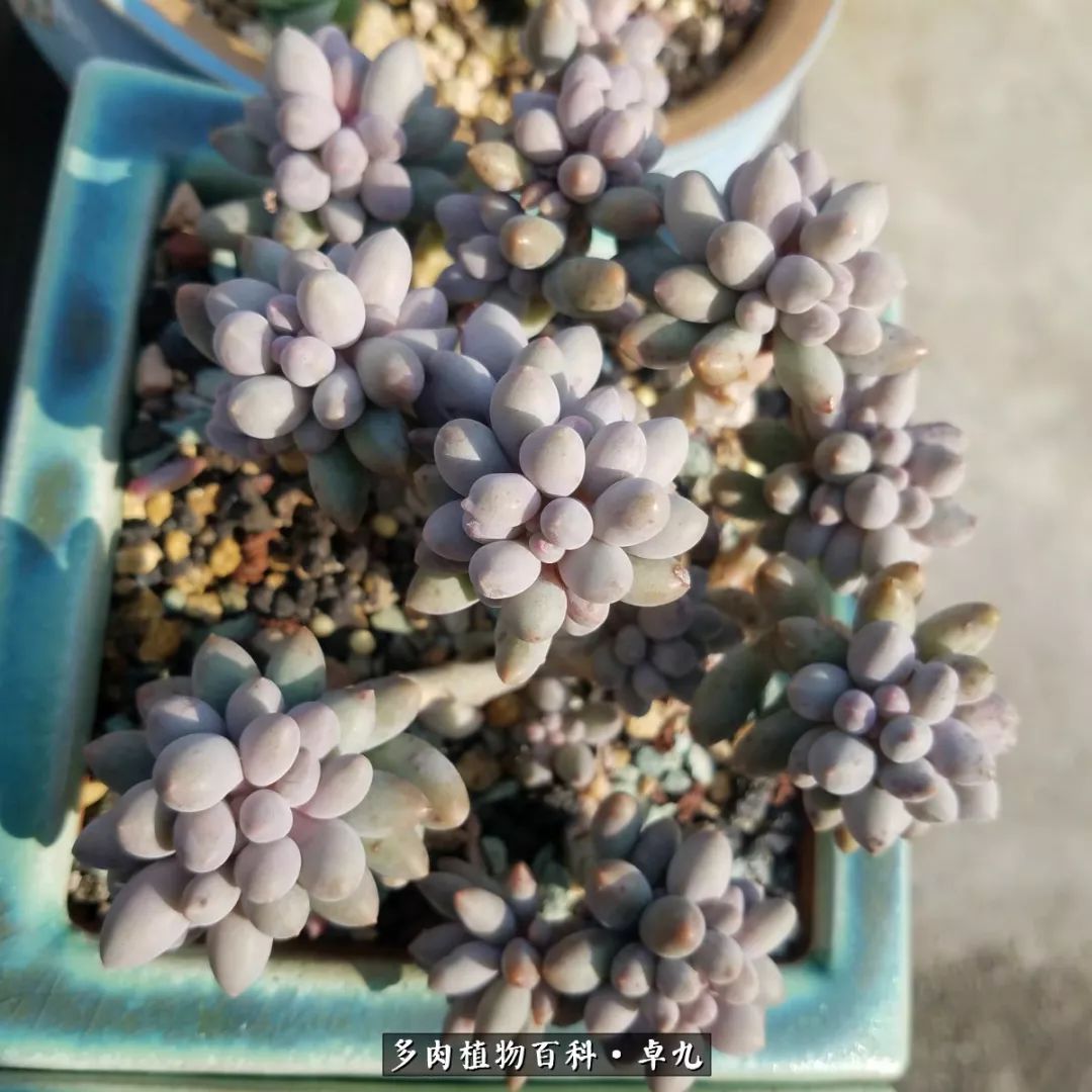 养多肉你遇到的奇葩事,养多肉的男士