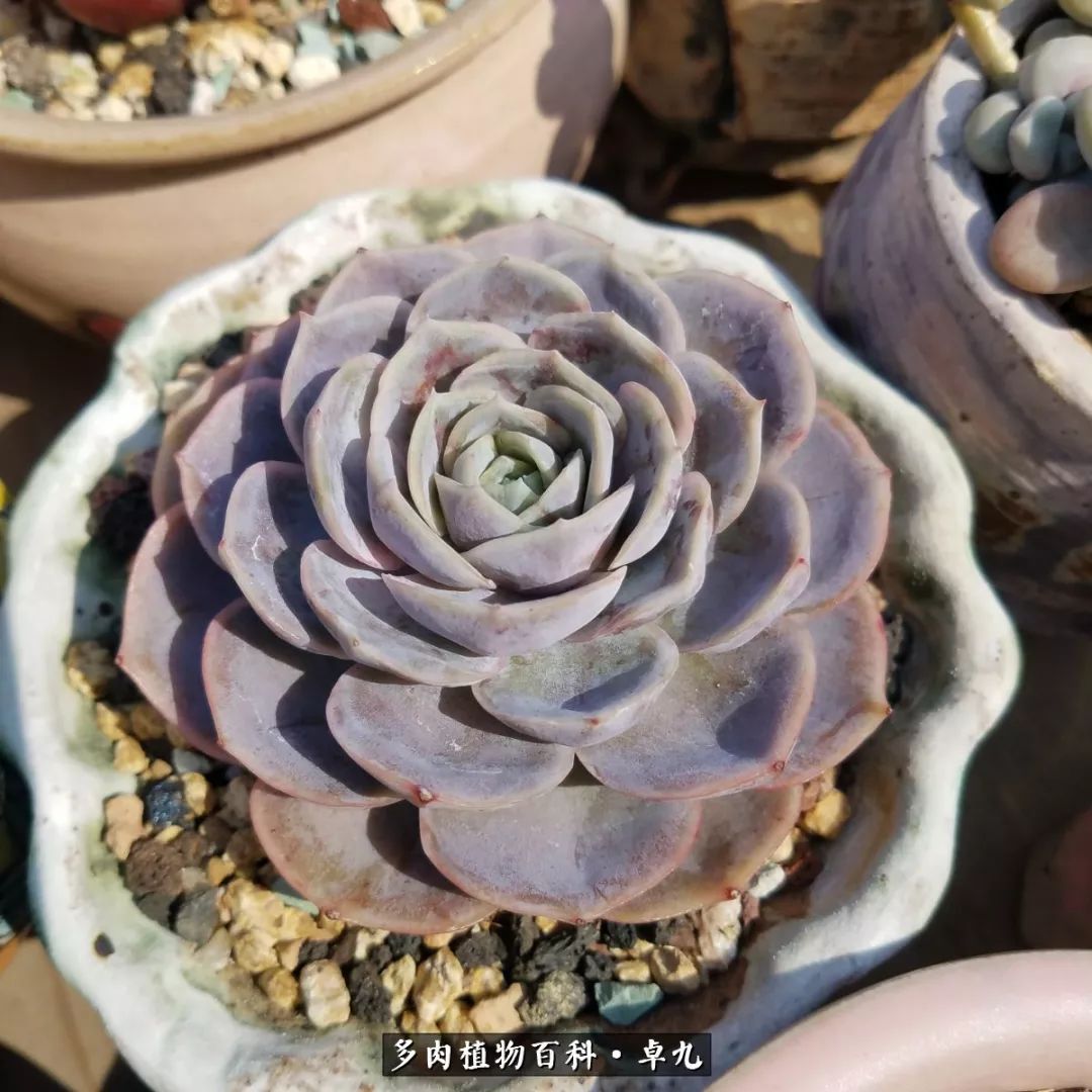 养多肉你遇到的奇葩事,养多肉的男士