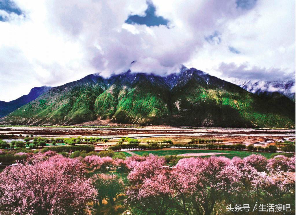 西藏林芝雪域桃花季,中国最美的春天西藏林芝桃花季
