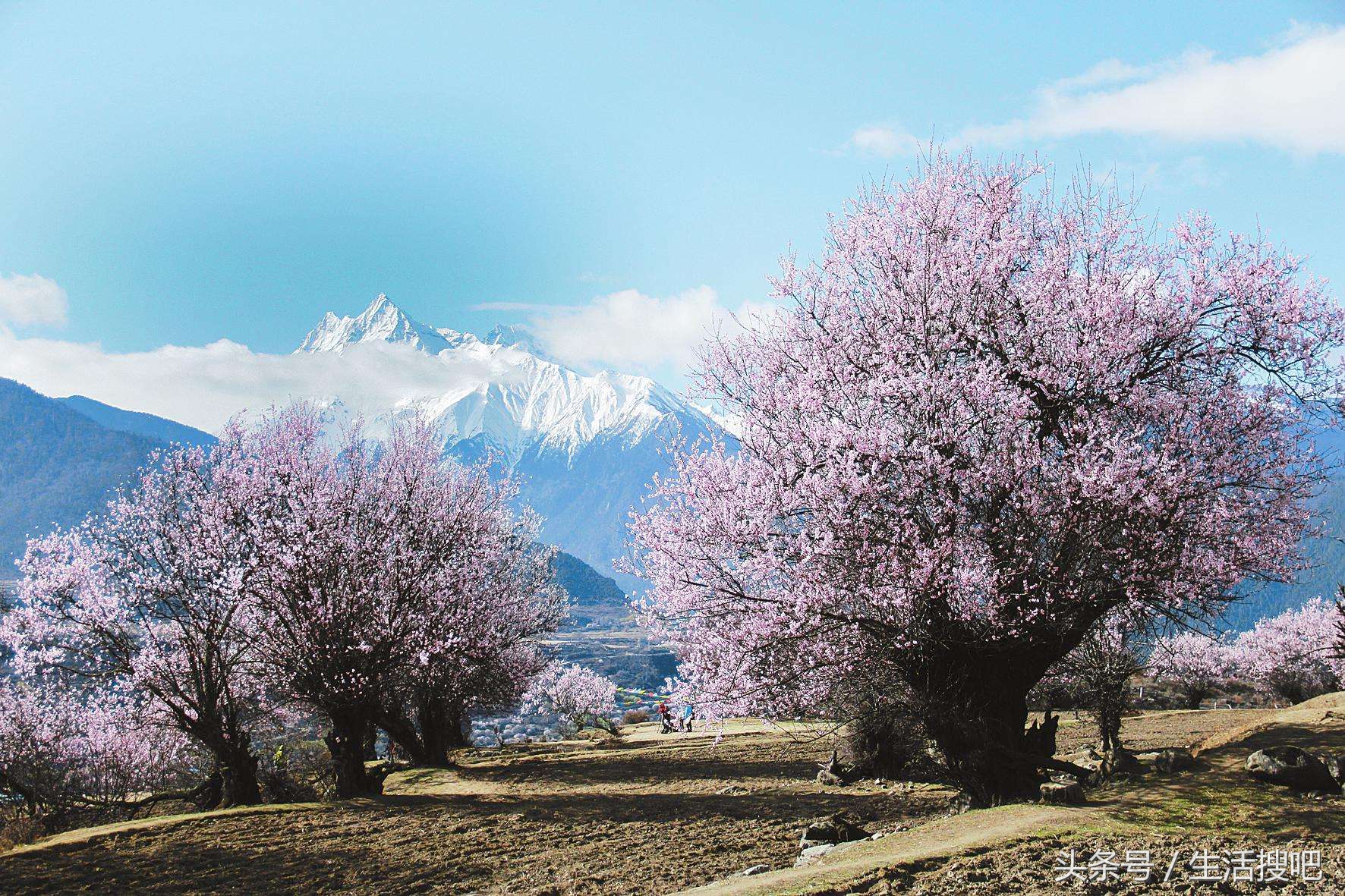 西藏林芝雪域桃花季,中国最美的春天西藏林芝桃花季