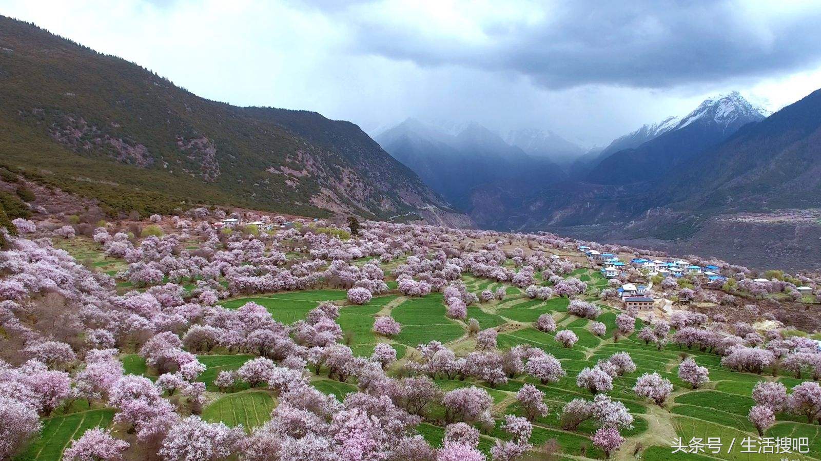 西藏林芝雪域桃花季,中国最美的春天西藏林芝桃花季