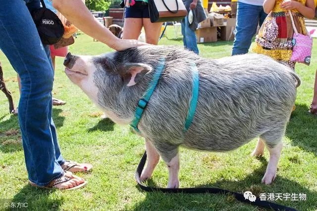 猪发低烧的正确治疗方法,猪反复发低烧怎么治