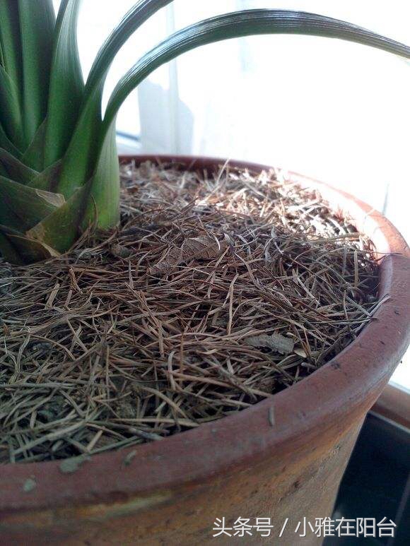 怎么给花土消毒除虫,种花前如何对花土消毒