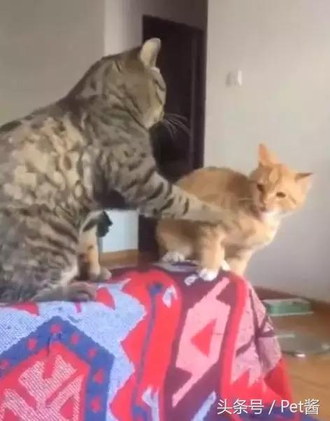 小橘猫总被奶牛猫欺负咋办,小橘猫被猴子欺负