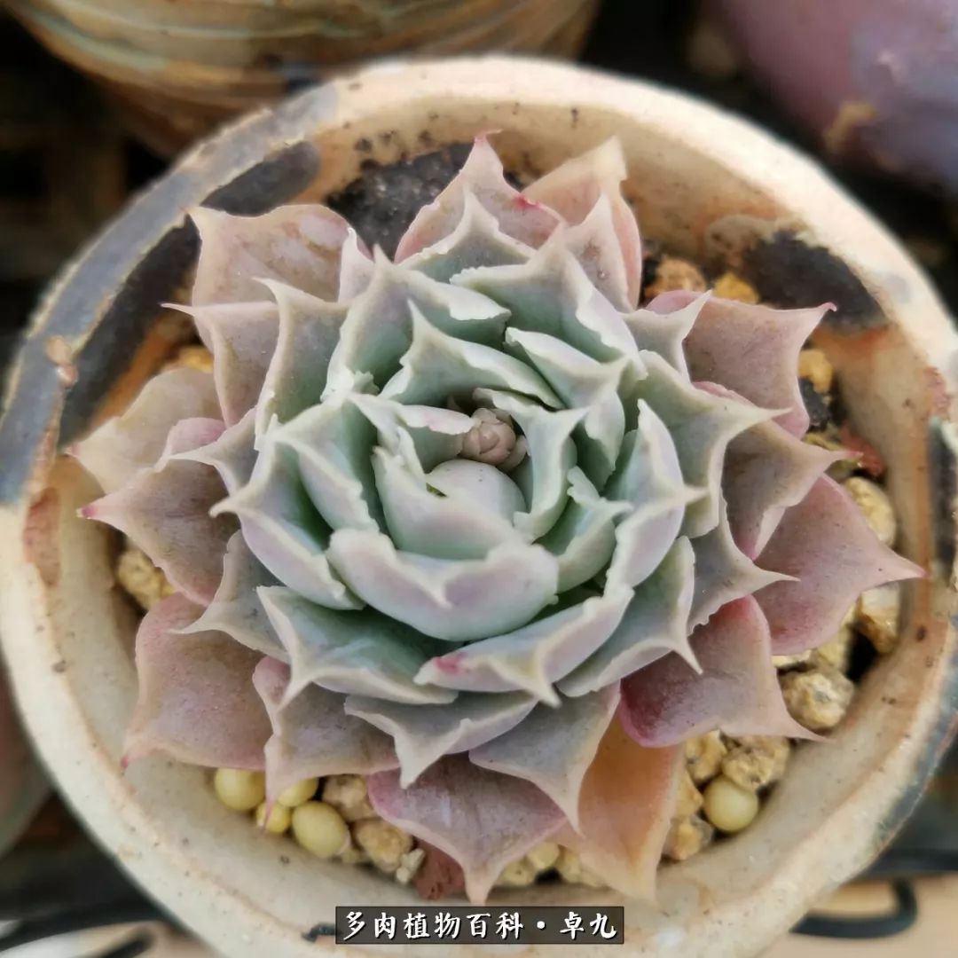 养多肉你遇到的奇葩事,养多肉的男士