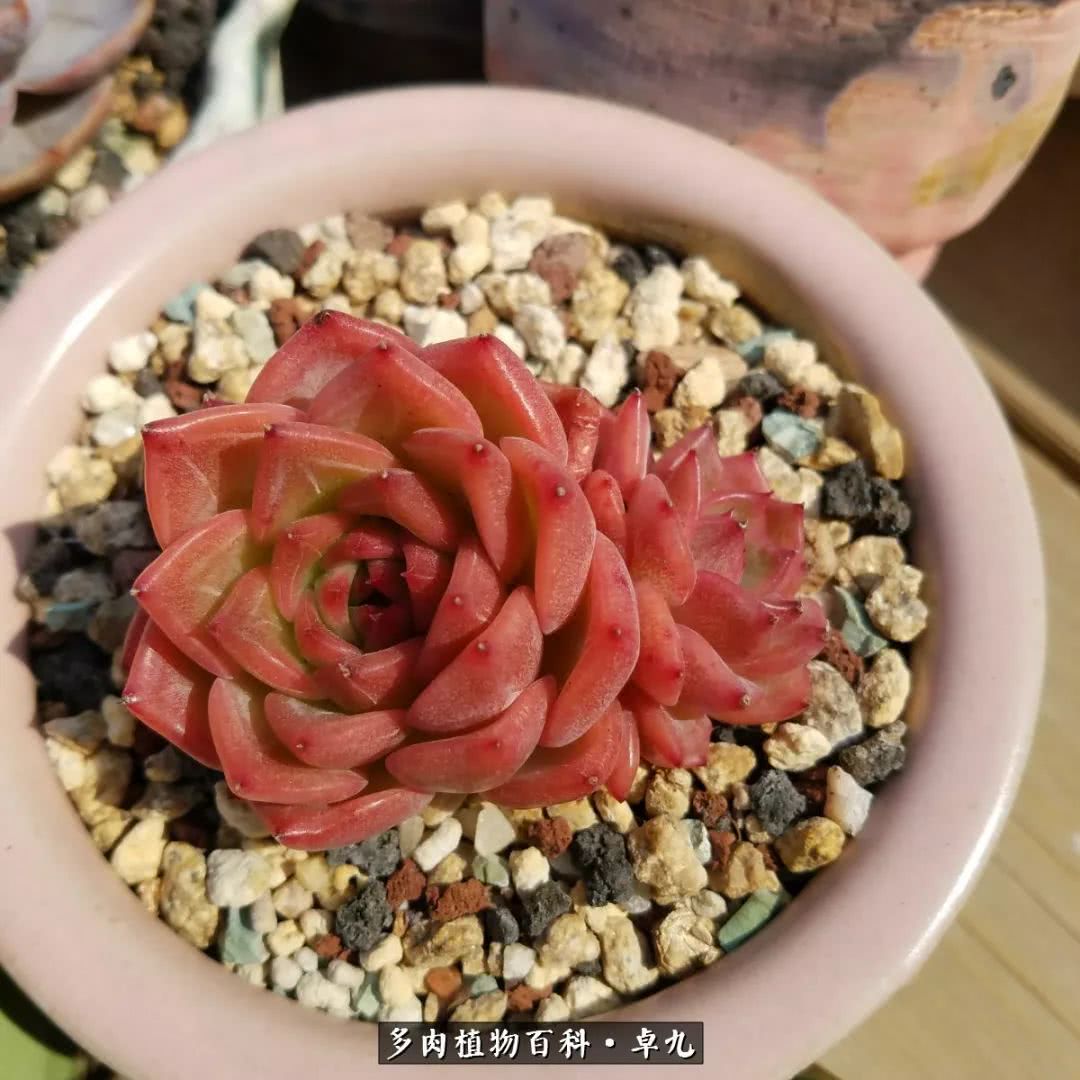 养多肉你遇到的奇葩事,养多肉的男士