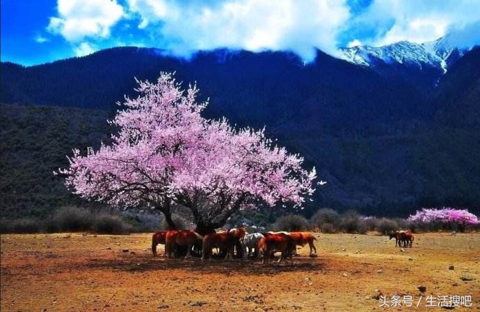 西藏林芝雪域桃花季,中国最美的春天西藏林芝桃花季