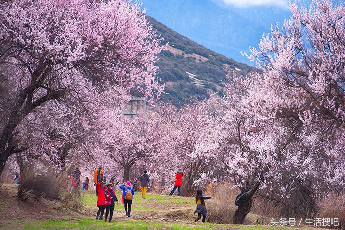 西藏林芝雪域桃花季,中国最美的春天西藏林芝桃花季