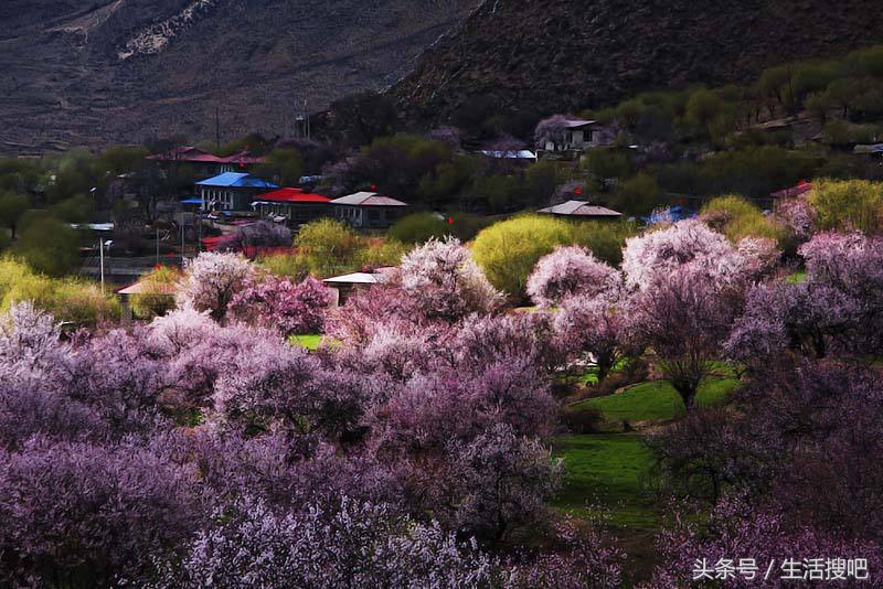 西藏林芝雪域桃花季,中国最美的春天西藏林芝桃花季