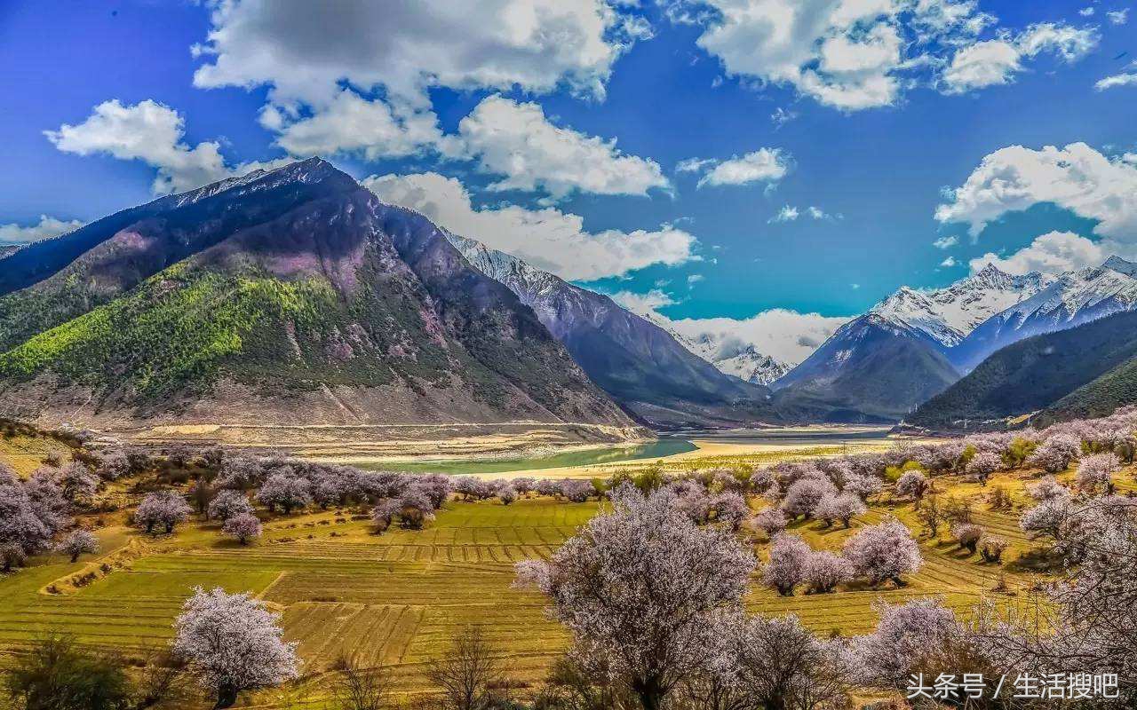 西藏林芝雪域桃花季,中国最美的春天西藏林芝桃花季