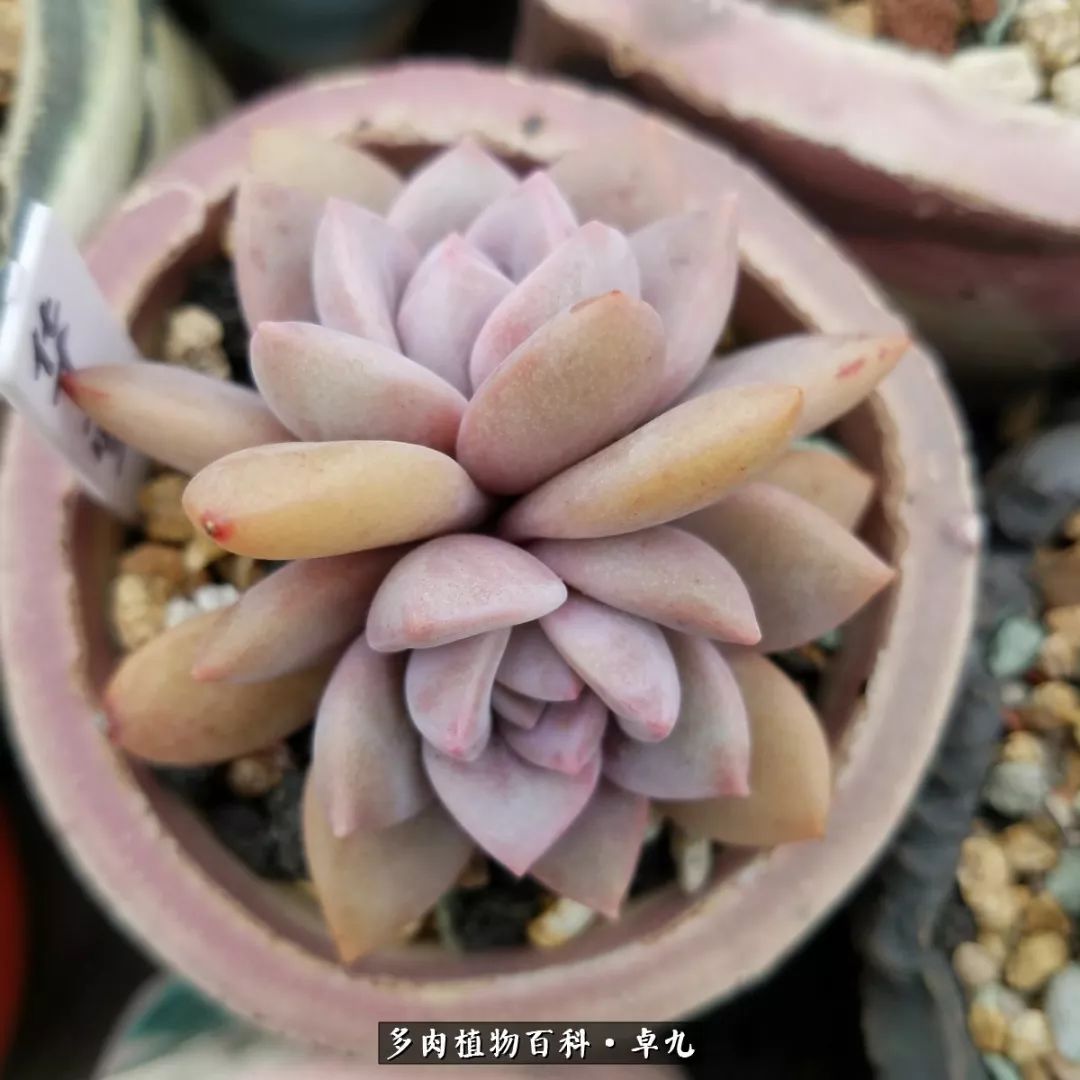 养多肉你遇到的奇葩事,养多肉的男士