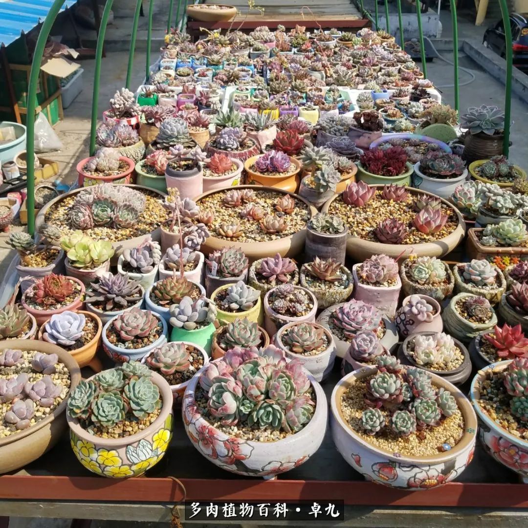 养多肉你遇到的奇葩事,养多肉的男士