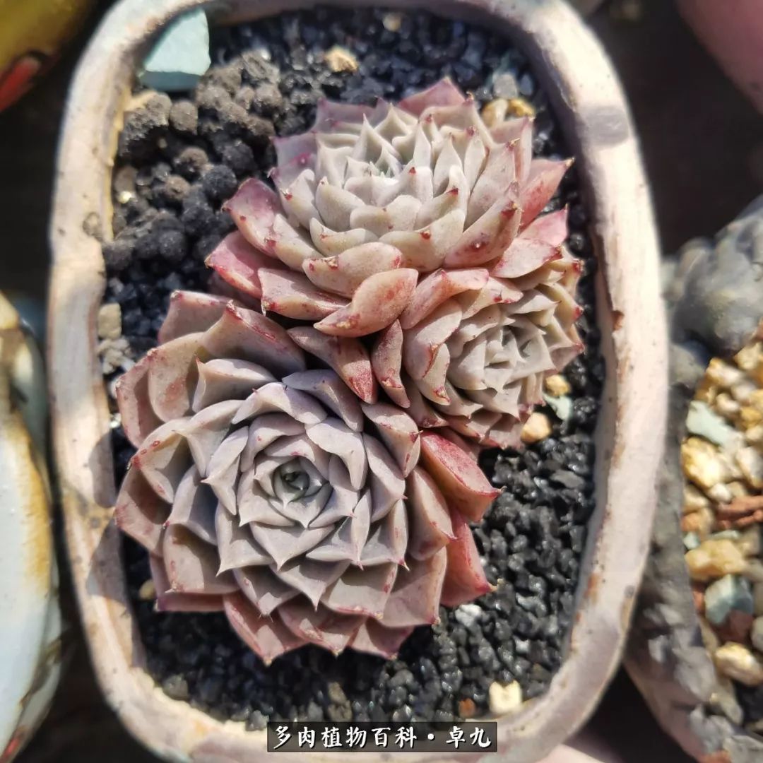 养多肉你遇到的奇葩事,养多肉的男士