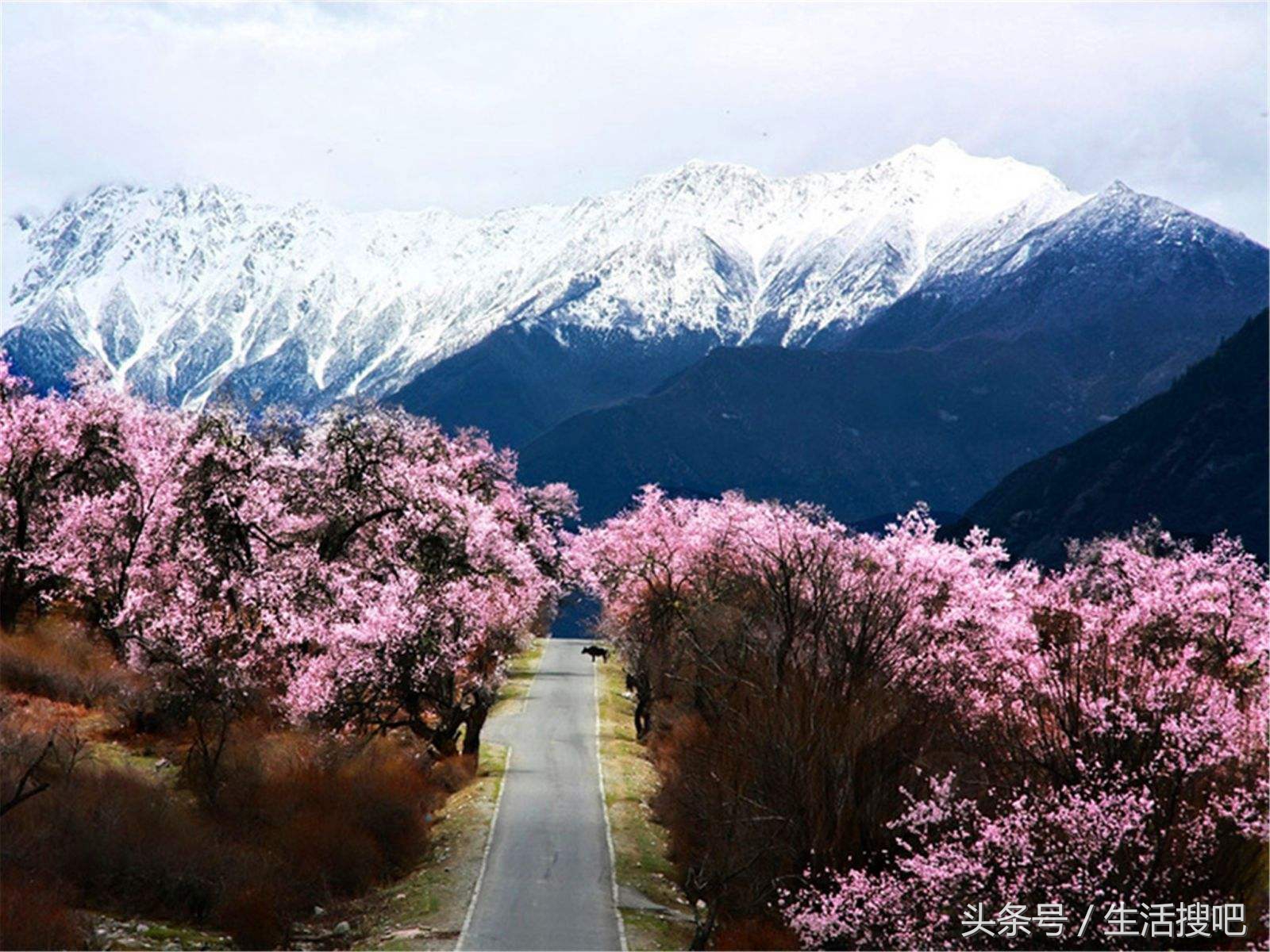 西藏林芝雪域桃花季,中国最美的春天西藏林芝桃花季