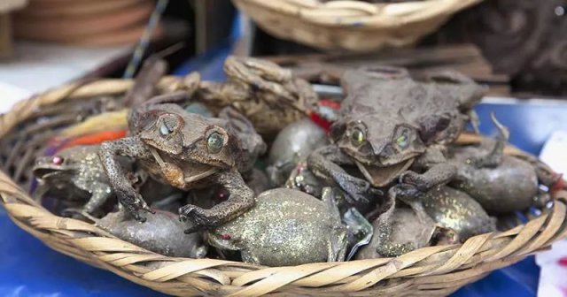 这个女巫市集竟能买到爱情魔药？给我来一打！