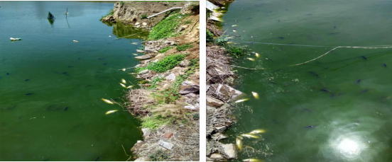 鲤鱼急性烂鳍症状图片,鲤鱼烂鳃病是什么样的