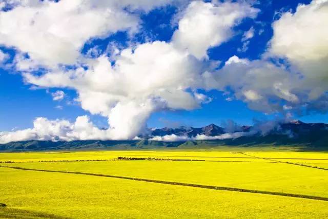 青海三文鱼网购,青海三文鱼购买网站