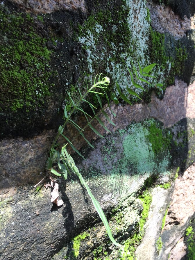 鼓浪屿自驾游全攻略,厦门鼓浪屿登岛全攻略