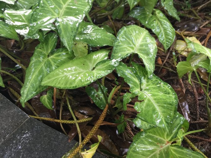 鼓浪屿自驾游全攻略,厦门鼓浪屿登岛全攻略