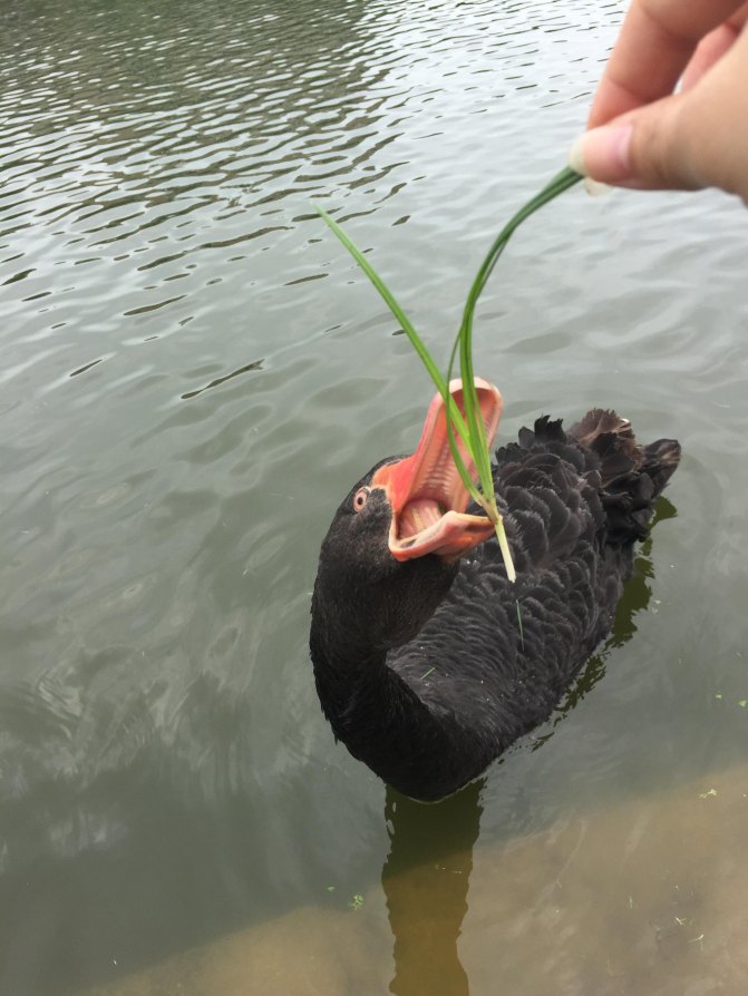 鼓浪屿自驾游全攻略,厦门鼓浪屿登岛全攻略