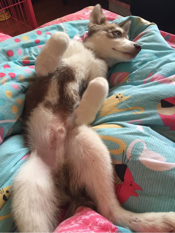 哈士奇在网上买回来的样子,哈士奇新买回来一直安静不下来