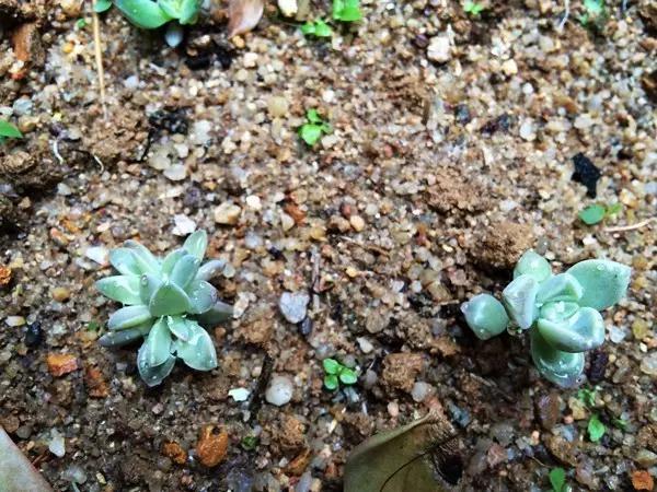 水浇多了补救视频,水浇多了变稀泥怎么办