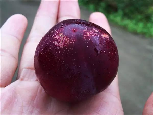 水浇多了补救视频,水浇多了变稀泥怎么办