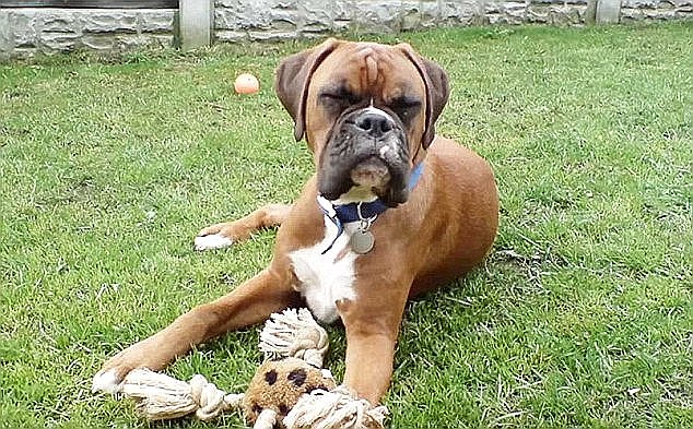 狗狗死了能立马埋吗,狗狗死完后奇迹般的复活了