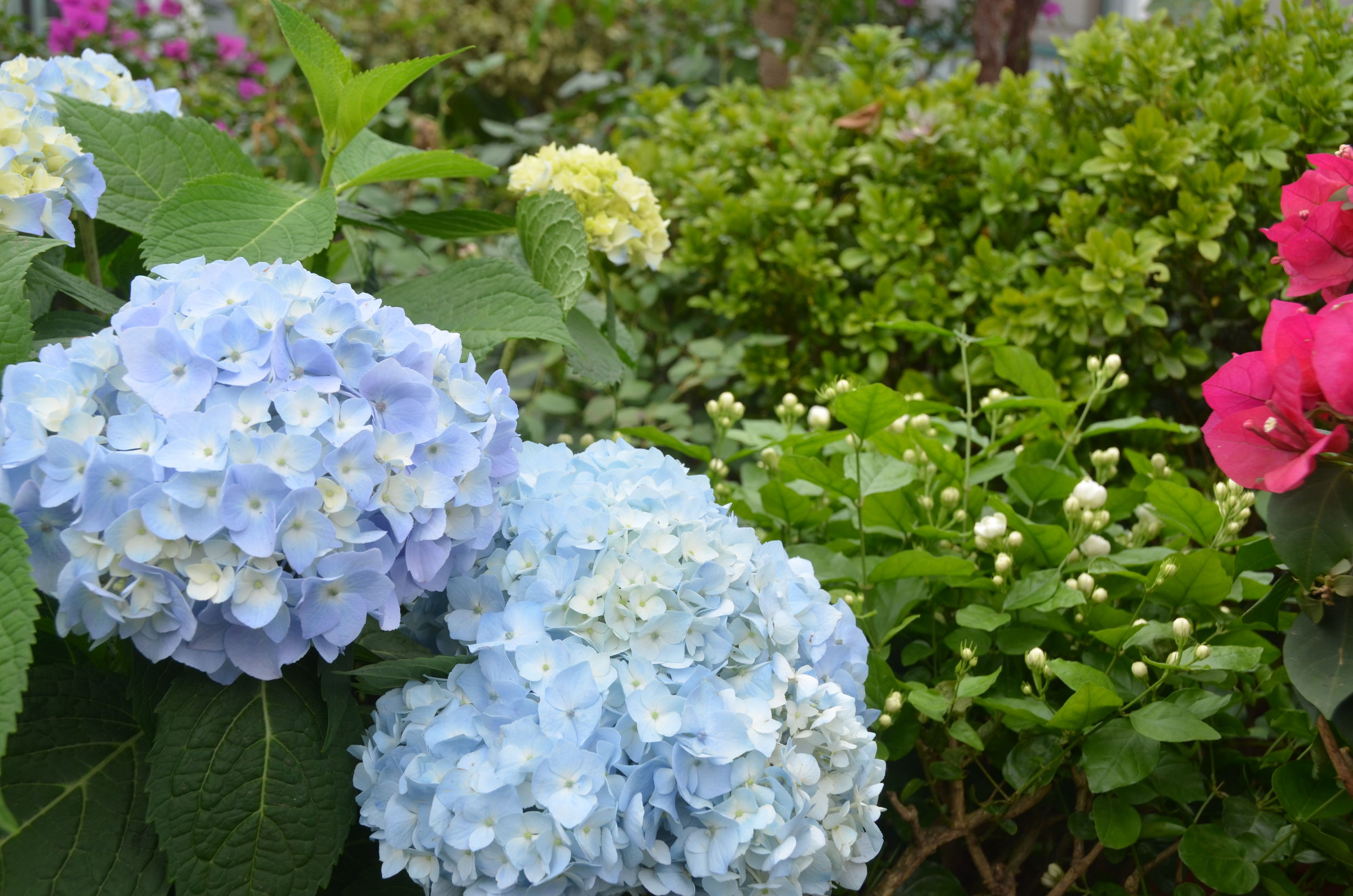 踏青赏花好去处合肥,合肥市内春游赏花公园