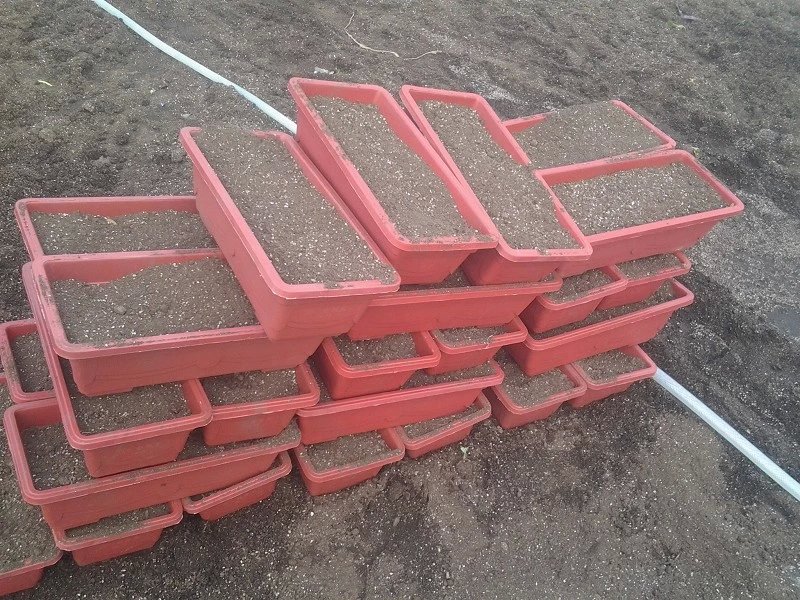 阳台茼蒿的种植方法和时间,阳台盆栽大叶茼蒿的种植方法