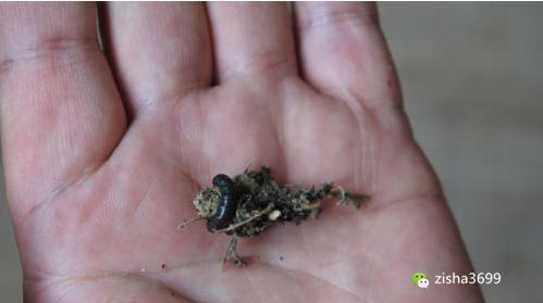 茶叶里“长虫”，你还能喝得下去吗？