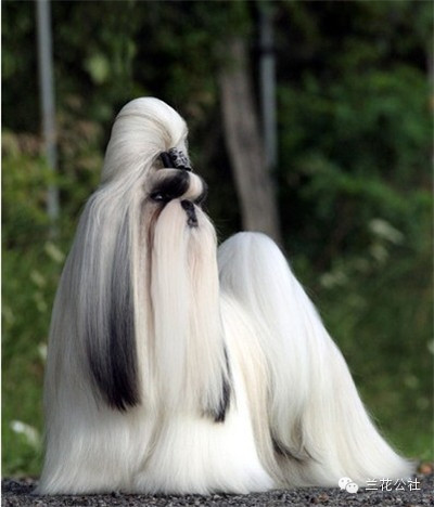 各种狗狗及其身价，狗迷们赶紧收藏起来