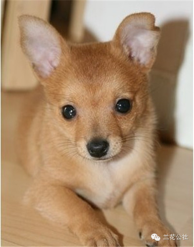 各种狗狗及其身价，狗迷们赶紧收藏起来