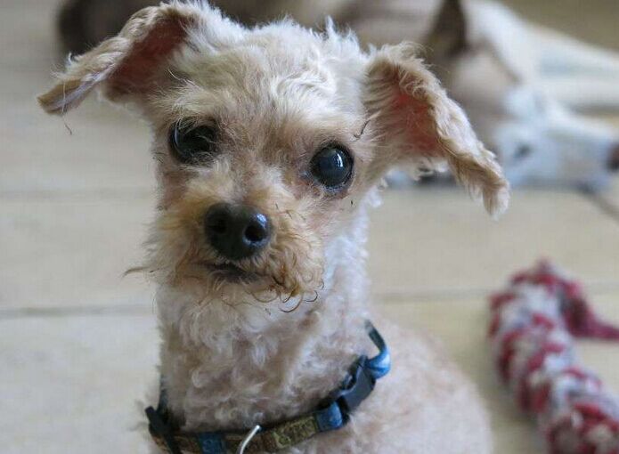 让死神等10年的流浪狗一直坚信有人会救它，最后上天给了它答案